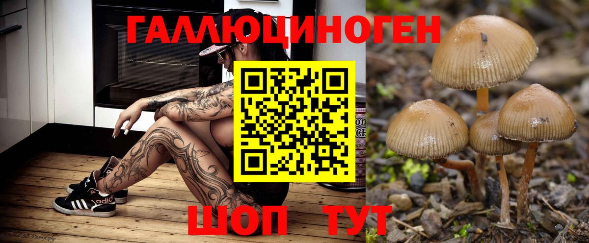 Галлюциногенные грибы Psilocybe Канаш